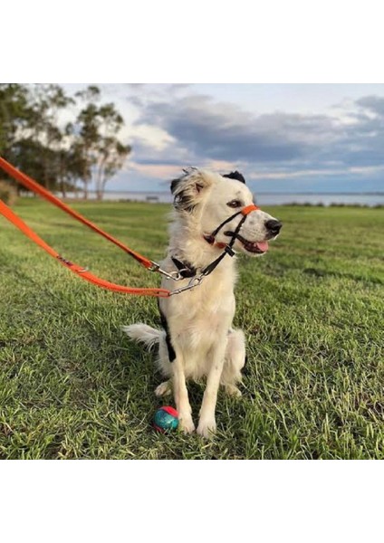 Çift Karabinalı Köpek Gezdirme Kayışı. (15 Kilo Ile 40 Kilo Arası)