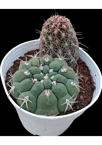 Gymnocalycium Vethelocactus Sp--12 cm Saksı-2 KÖK-REF06D/29