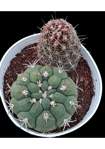 Gymnocalycium Vethelocactus Sp--12 cm Saksı-2 KÖK-REF06D/29