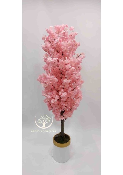 Beyaz Gold Saksıda Pembe Bahar Dalı - Premium