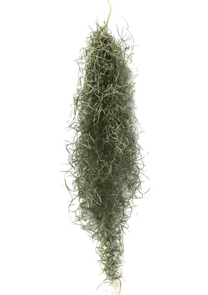 Tillandsia Usneoides (Hava Bitkisi)