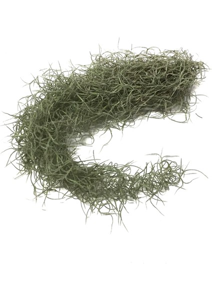 Tillandsia Usneoides (Hava Bitkisi)