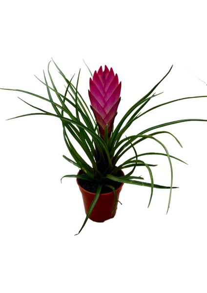 Tillandsia Cyanea (Hava Bitkisi)