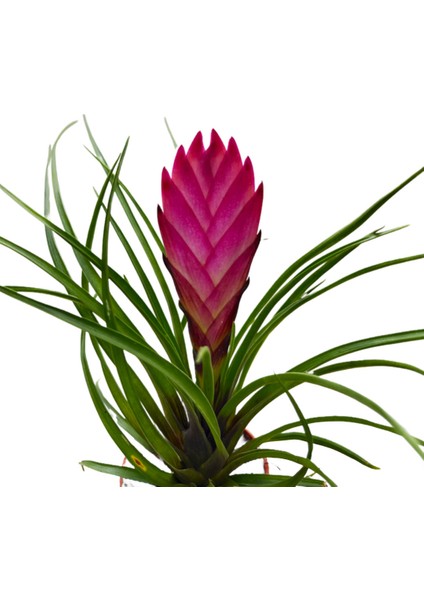 Tillandsia Cyanea (Hava Bitkisi) fiyatları