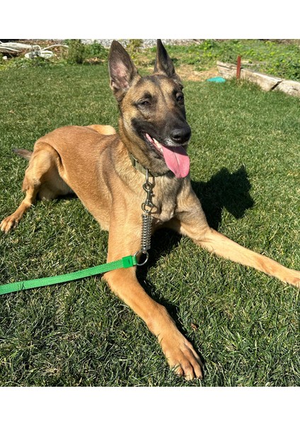 Anti-Şok Yaylı Köpek Kayışı ve Karabinalı. Büyük Irk Köpek Gezdirme Kayışı Karabinalı. Big Dog Leash fiyatları