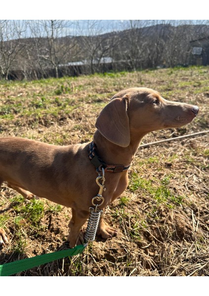 Anti-Şok Yaylı Köpek Kayışı ve Karabinalı. Büyük Irk Köpek Gezdirme Kayışı Karabinalı. Big Dog Leash