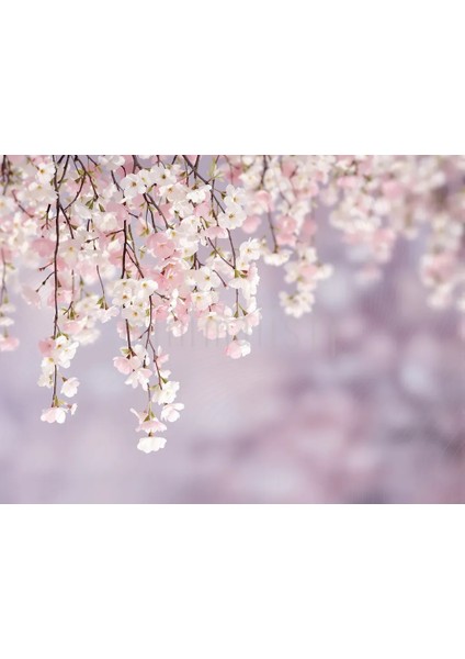 Baharın Taptaze Renkleri ile Çiçek Açan Ağaçlar, 200x150cm, Stüdyo Fonu