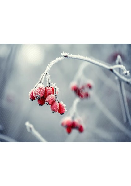 Buz Kırmızı Meyvelerle Kaplı Büyüleyici Bir Arka Plan: 200x150cm, Stüdyo Fonu