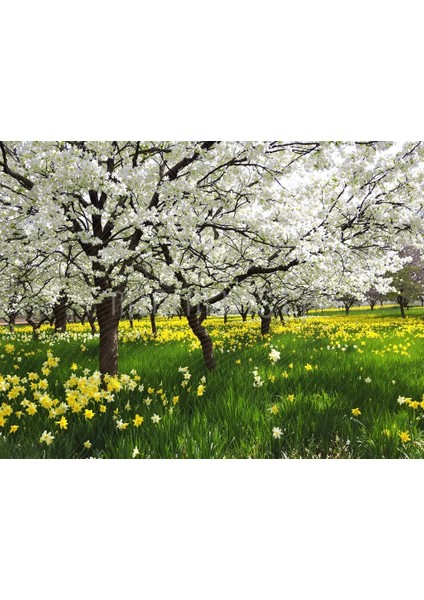 Çiçek Açmış Ağaçlar ve Sarı Çiçeklerle Renk Dolu Bir Arka Plan, 200x150cm, Stüdyo Fonu