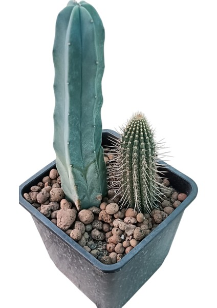 Echinopsis Tercheckii ve Myrtillocactus Geometrizans - 13 cm Saksı