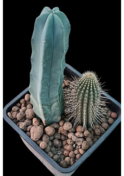 Echinopsis Tercheckii ve Myrtillocactus Geometrizans - 13 cm Saksı