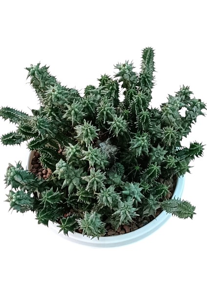 Euphorbia Horrida F. Mostruosa 18 cm Saksı REF20A