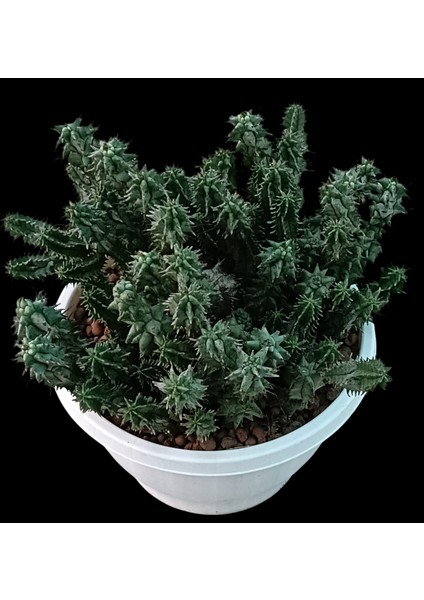 Euphorbia Horrida F. Mostruosa 18 cm Saksı REF20A