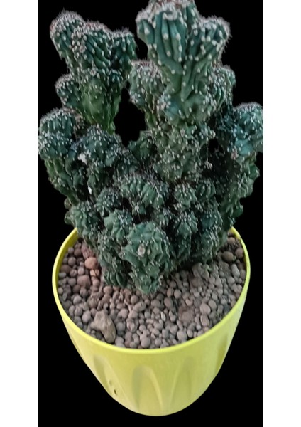 Cereusperuvianus 14 cm Saksı Ref 20A