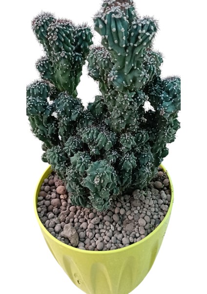 Cereusperuvianus 14 cm Saksı Ref 20A