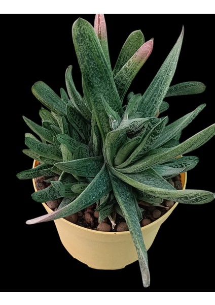 Gasteria Bicolor 18 cm Saksı REF20A