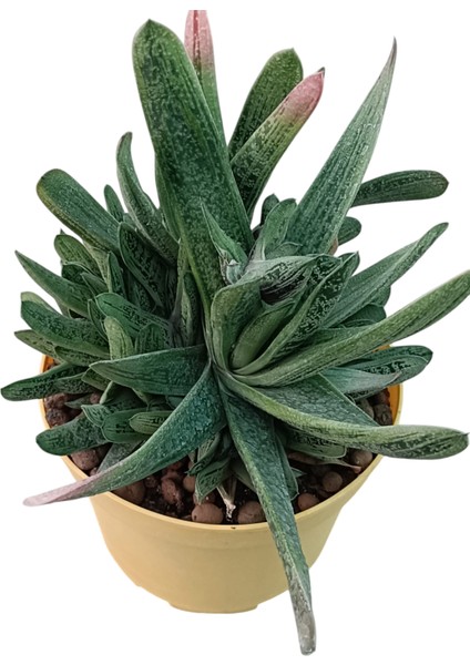 Gasteria Bicolor 18 cm Saksı REF20A