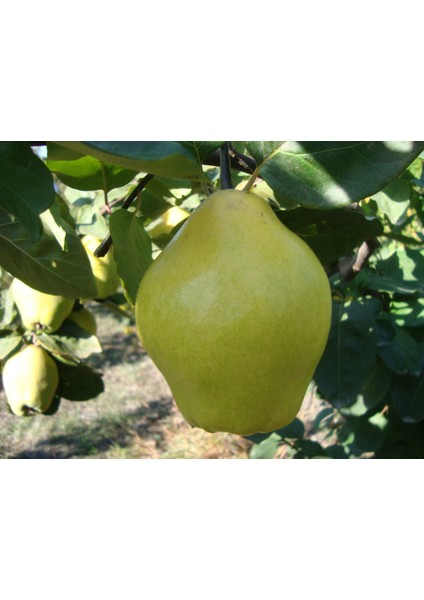 Limon Ayva Fidanı
