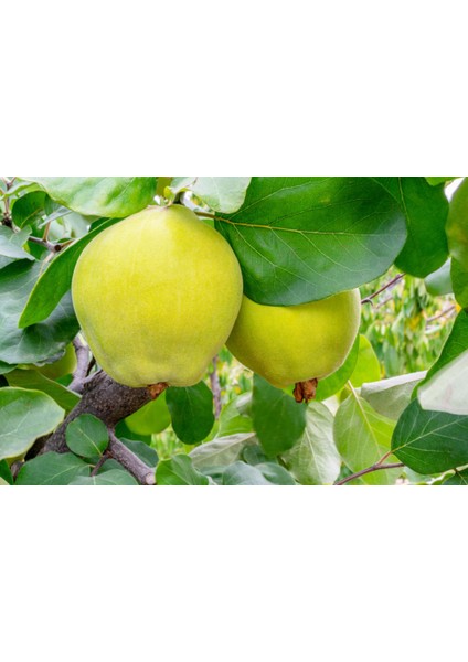 Limon Ayva Fidanı
