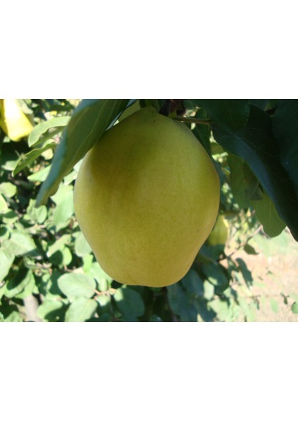 Eşme Ayva Fidanı