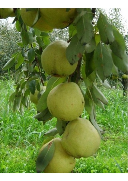 Deveci Armut Fidanı
