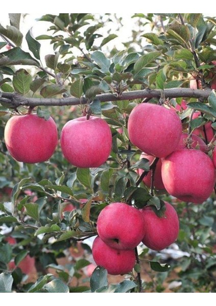 Red Fuji Elma Fidanı