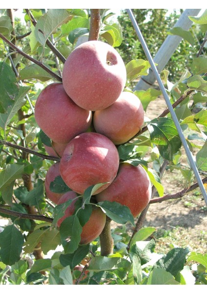 Red Fuji Elma Fidanı