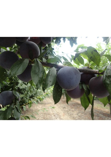 Prime Time Erik Fidanı