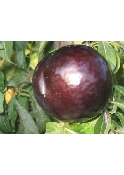 Friar Erik Fidanı