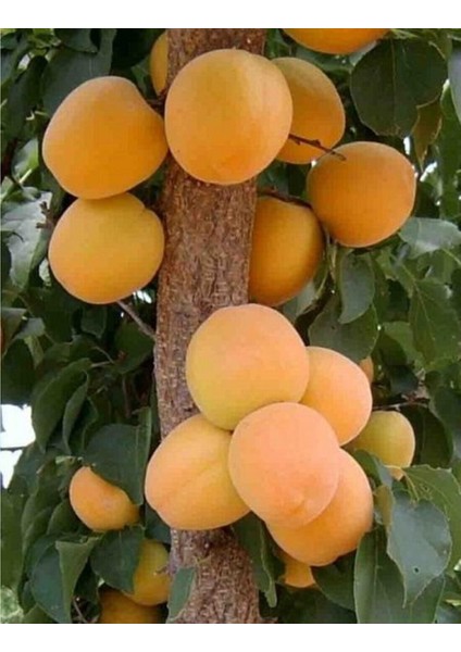 Ninfa Kayısı Fidanı