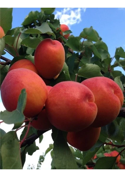 Turkuaz Fidancılık Perfect Red Kayısı Fidanı