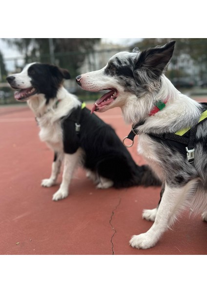 Gerçek Derili Orta Irk Köpek Martingale Eğitim Tasma. Gerçek Derili Köpek Tasma