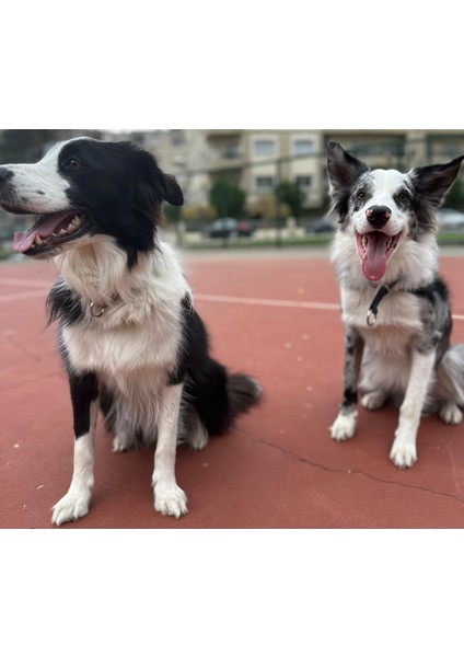 Gerçek Derili Orta Irk Köpek Martingale Eğitim Tasma. Gerçek Derili Köpek Tasma