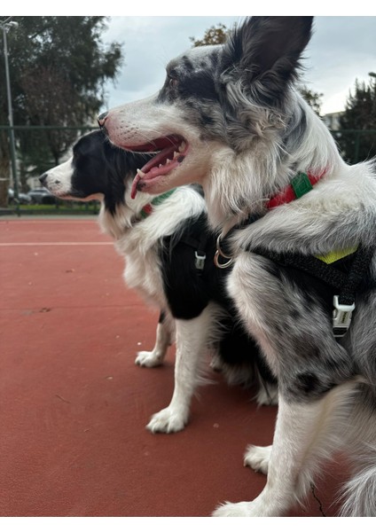 Gerçek Derili Orta Irk Köpek Martingale Eğitim Tasma. Gerçek Derili Köpek Tasma