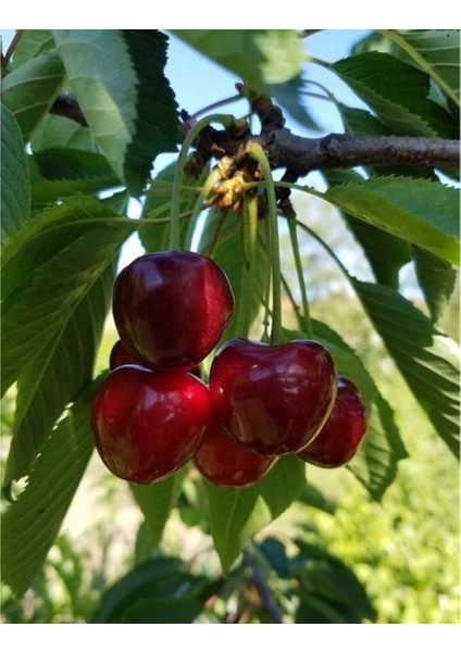 Early Lory Kiraz Fidanı