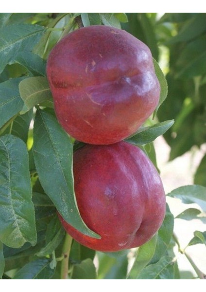 Extreme 28 Kırmızı Nektarin Fidanı