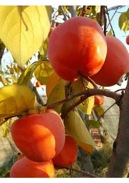 Turkuaz Fidancılık Rojo Brillante Trabzon Hurması Fidanı