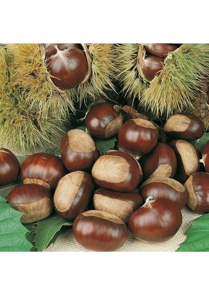 Işıklar Kestane Fidanı