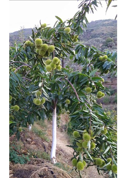 Işıklar Kestane Fidanı fiyatları