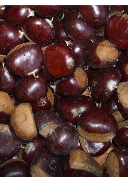Marigoule Kestane Fidanı