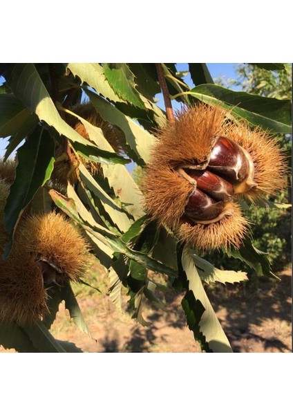 Marigoule Kestane Fidanı fiyatları