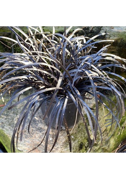 Siyah Osmanlı Çimi [ophiopogon Nigrescens] Fidanı 1-2 Yaş Arası Saksılı
