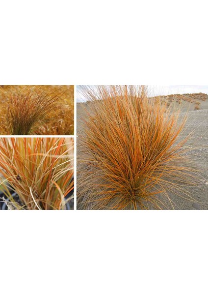 Yeni Zelanda Saç Sazı [carex Testesea] Fidanı 1-2yaş Arası Saksılı