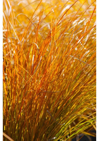 Yeni Zelanda Saç Sazı [carex Testesea] Fidanı 1-2yaş Arası Saksılı fiyatları