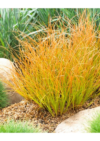 Yeni Zelanda Saç Sazı [carex Testesea] Fidanı 1-2yaş Arası Saksılı modelleri