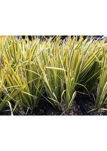 Alacalı Eğir Otu [ Acorus Gramineus Ogon] Fidanı 1-2 Yaş Arası Saksılı