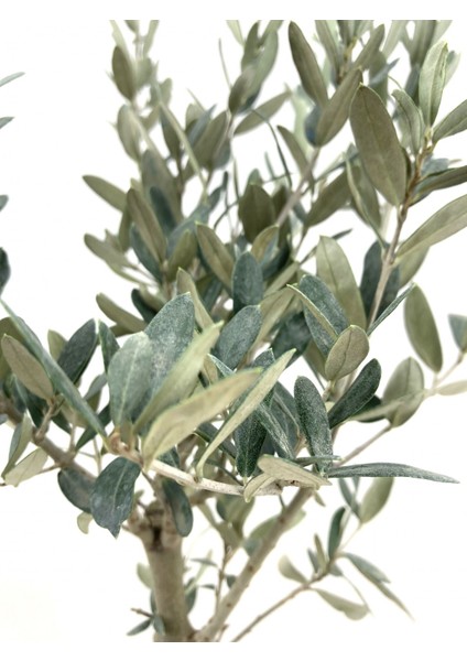 Zeytin Fidanı (Gemlik Sofralık Zeytin) 2 Yaş (100-120 Cm)-3'lü modelleri