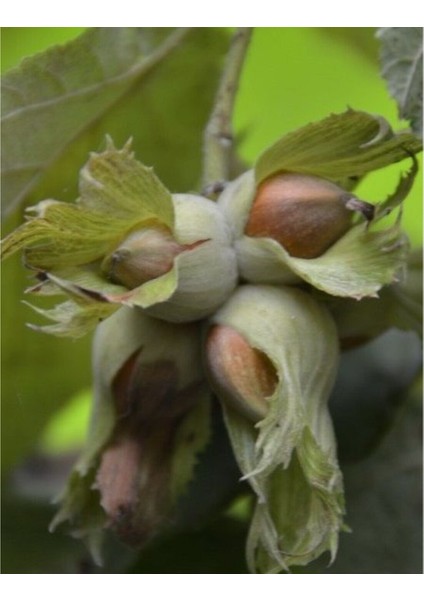 Palaz Fındık Fidanı