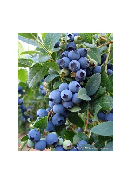 Bluecorp Yaban Mersini (Blueberry) Fidanı