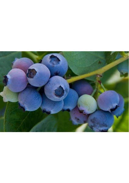 Jubilee Yaban Mersini (Blueberry) Fidanı
